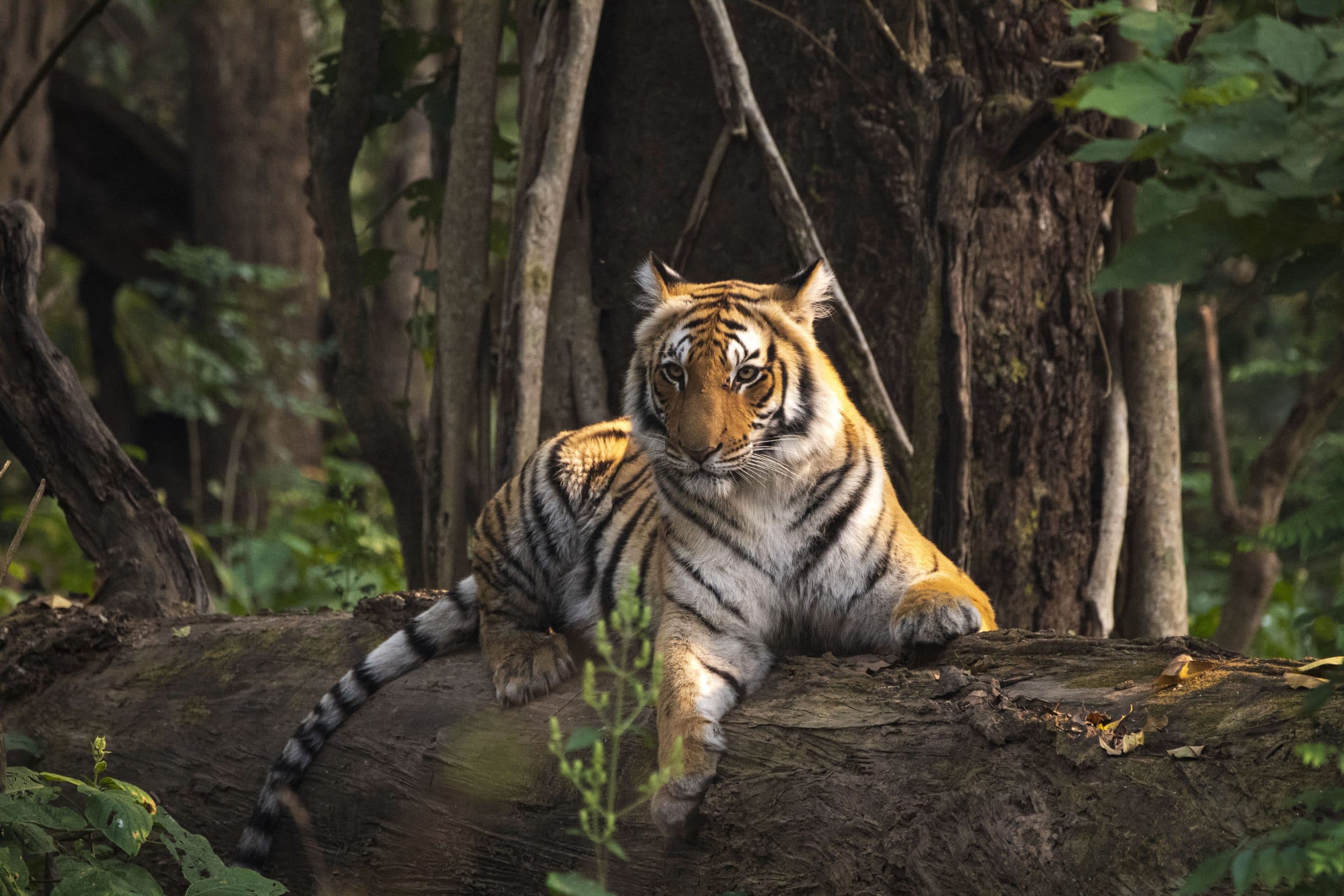 Wildlife Photography